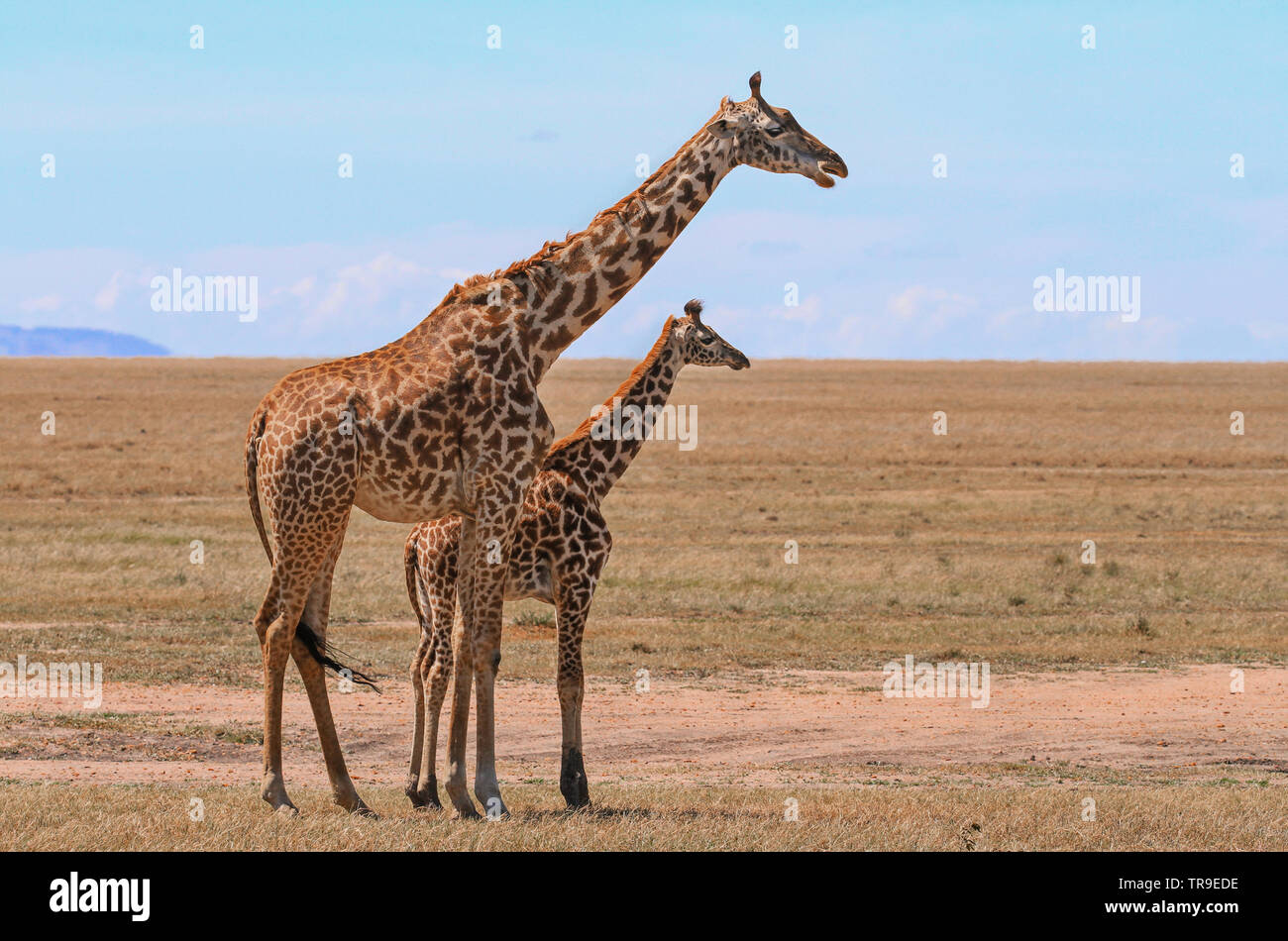Masai Masai Giraffe Giraffa Camelopardalis tippelskirchii Mutter und kleinen Jungen Kalb Masai Mara National Reserve Kenia Ostafrika Seitenansicht blauer Himmel Stockfoto
