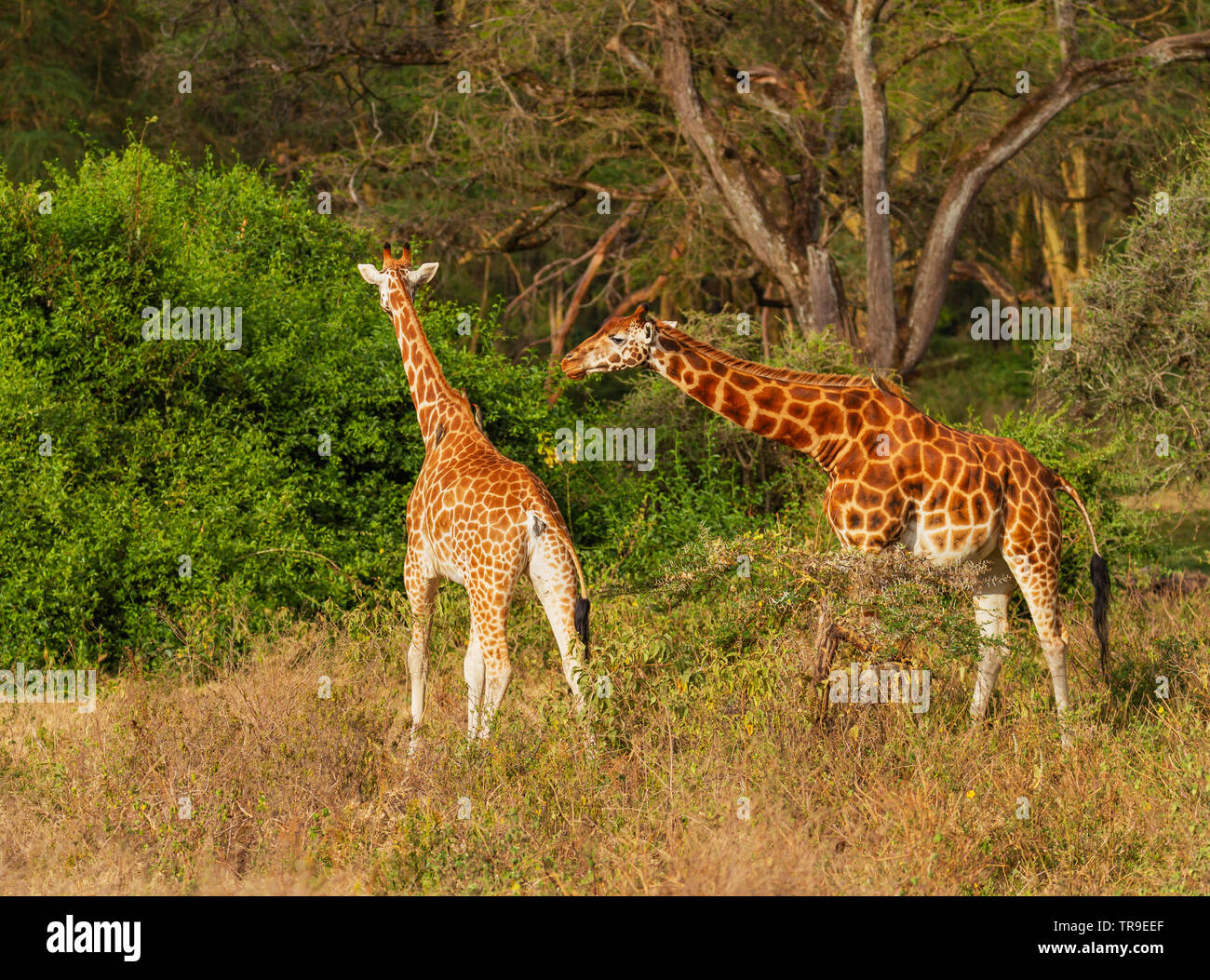Zwei Rothschild Giraffe Giraffa Camelopardalis victoriae männlich und weiblich paar Tests Eisprung Duft Lake Nakuru National Park Kenia Ostafrika Stockfoto