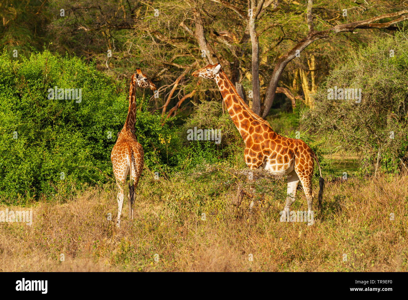 Männliche und weibliche Rothschilds Giraffe Giraffa Camelopardalis victoriae Tests Eisprung Duft Lake Nakuru National Park Kenia Afrika. Gefährdete Arten Stockfoto