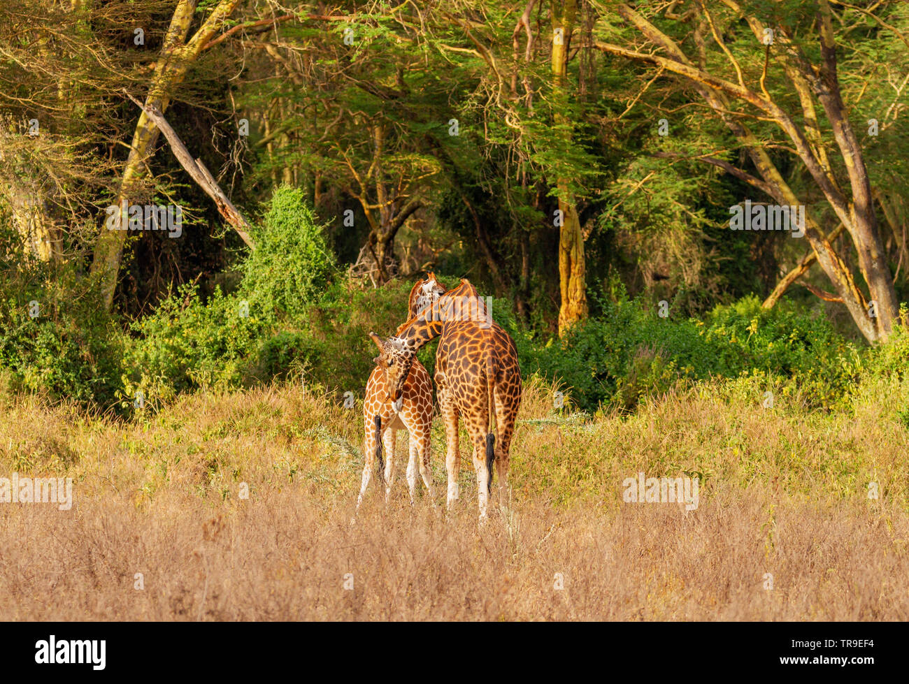 Zwei Rothschild Giraffe Giraffa Camelopardalis victoriae männlich und weiblich paar Tests Eisprung Duft Lake Nakuru National Park Kenia Ostafrika Stockfoto