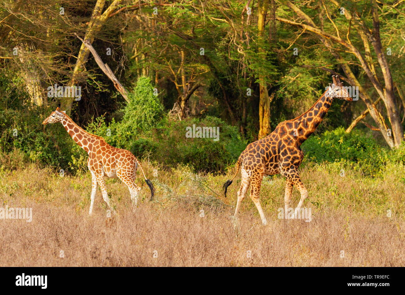 Rothschild Giraffe männlich und weiblich Paar Paar Giraffa Camelopardalis victoriae Lake Nakuru Park Kenia Afrika Abschied nach dem Eisprung Duft testen Stockfoto