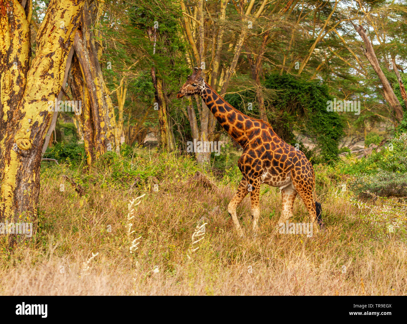 Männliche Rothschild Giraffe Giraffa Camelopardalis victoriae im grünen Wald underbelly, Lake Nakuru National Park Kenia Seitenansicht Stockfoto