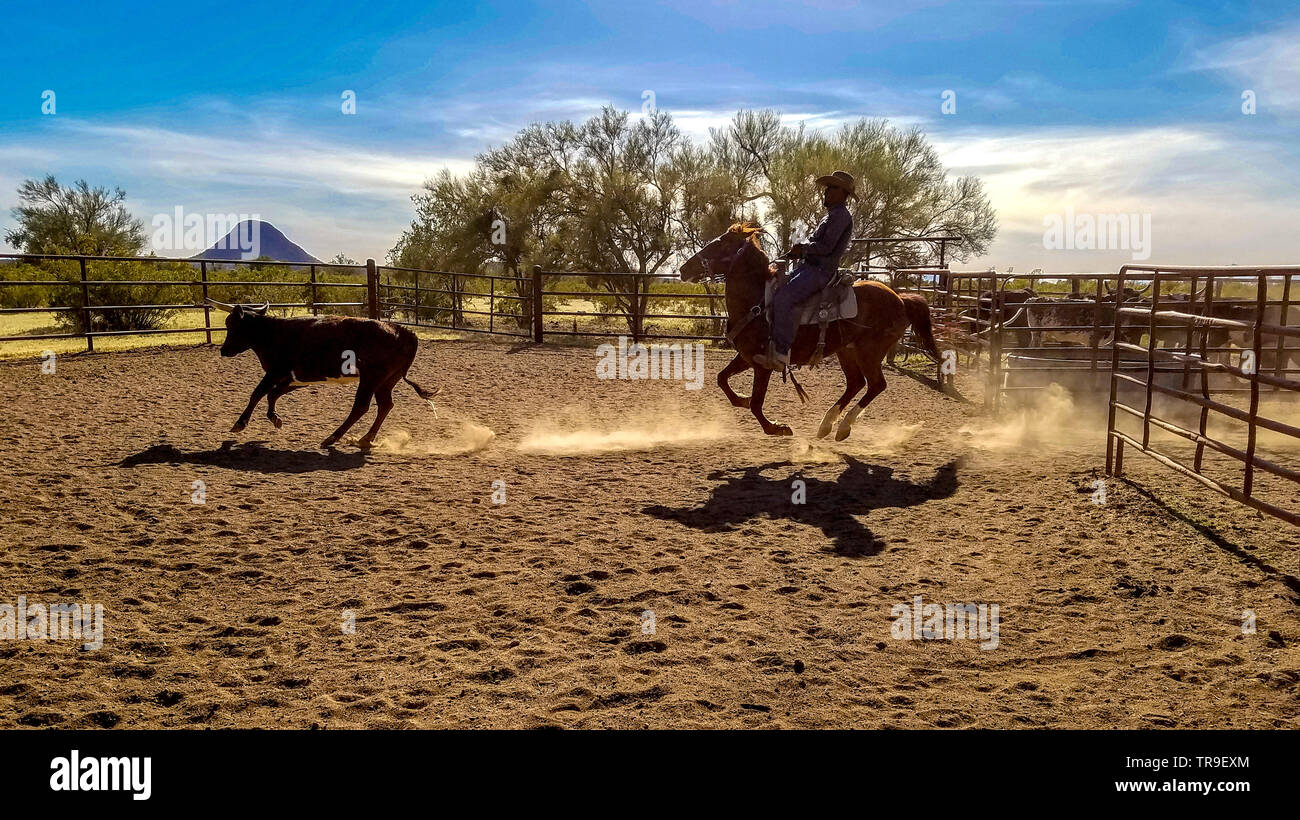 Vieh Sortierung im White Stallion Ranch, eine Dude Ranch außerhalb von Tucson, AZ. Ein Team von zwei Fahrer versucht, einen Fahrer zu einer Zeit, zu einem von o Lenkung Antrieb Stockfoto