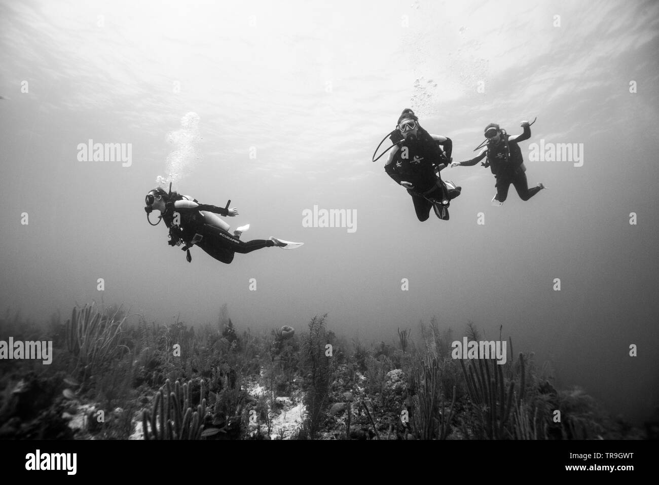 Taucher unterwasser, Secret Spot, Turneffe Atoll, Belize Barrier Reef, Belize Stockfoto