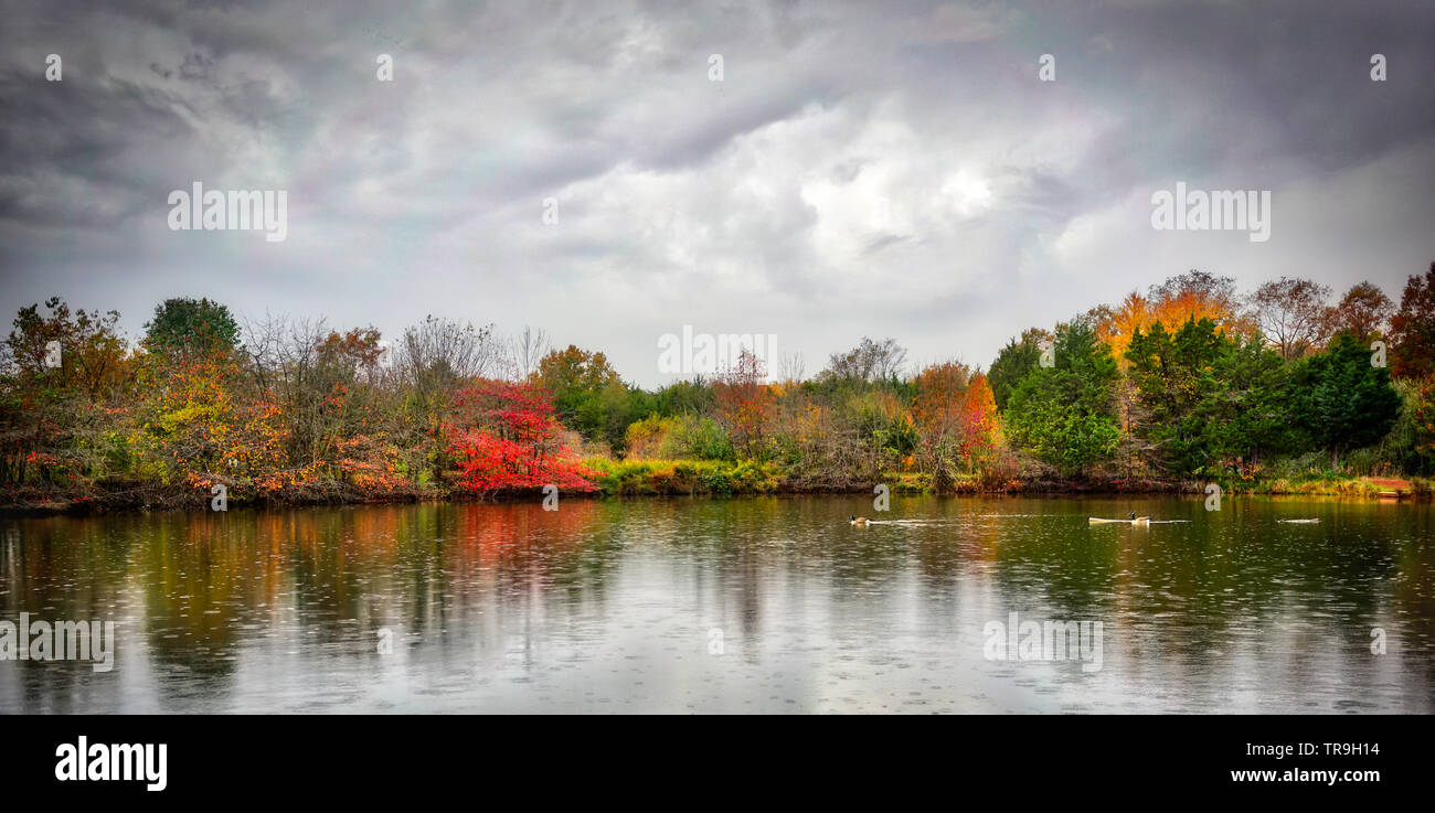 Regentropfen beginnen zu fallen als Enten überqueren Sie den Teich und Falllaub im Wasser an Claude Moore Park in Sterling, VA, USA widerspiegelt. Stockfoto