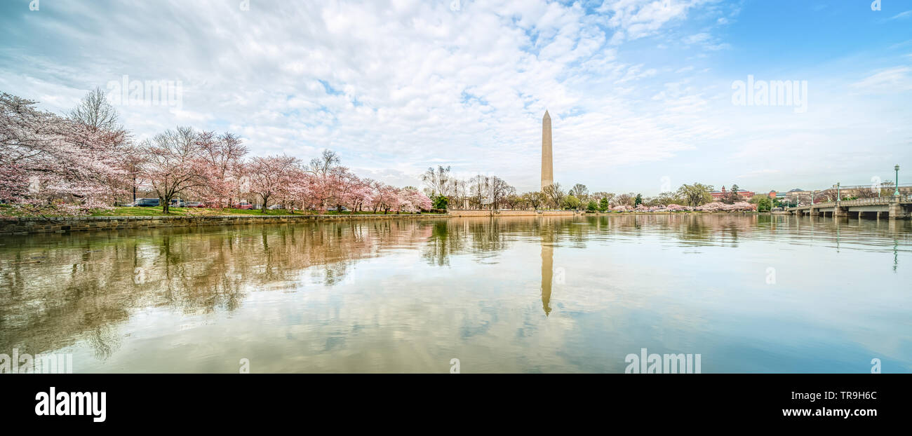 Washington Monument und Kirschblüten im Wasser in Washington, DC, USA wider. Stockfoto