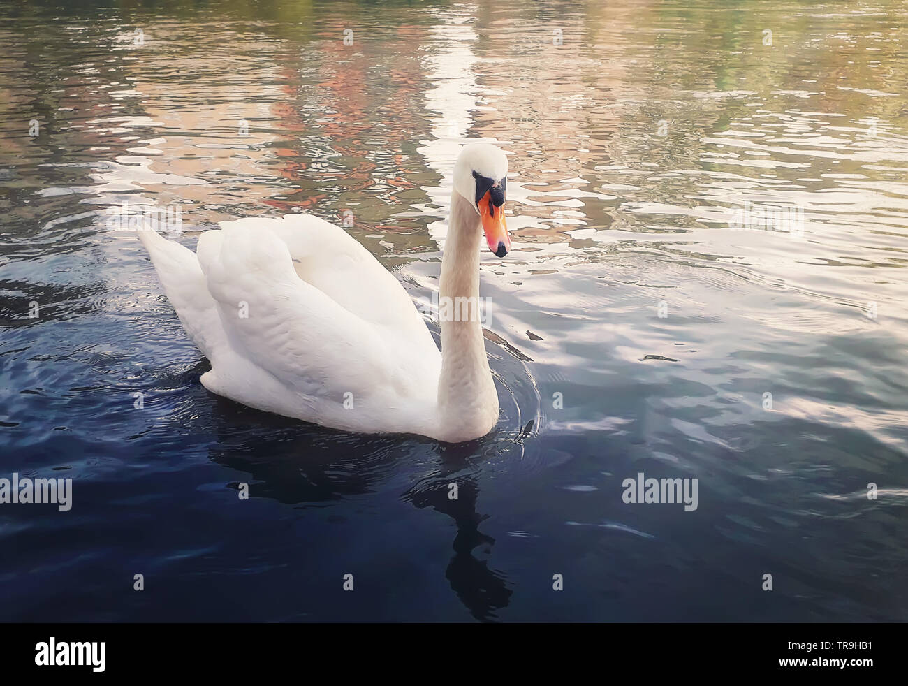 Majestätischer Weißer Schwan Stockfotos Majestätischer