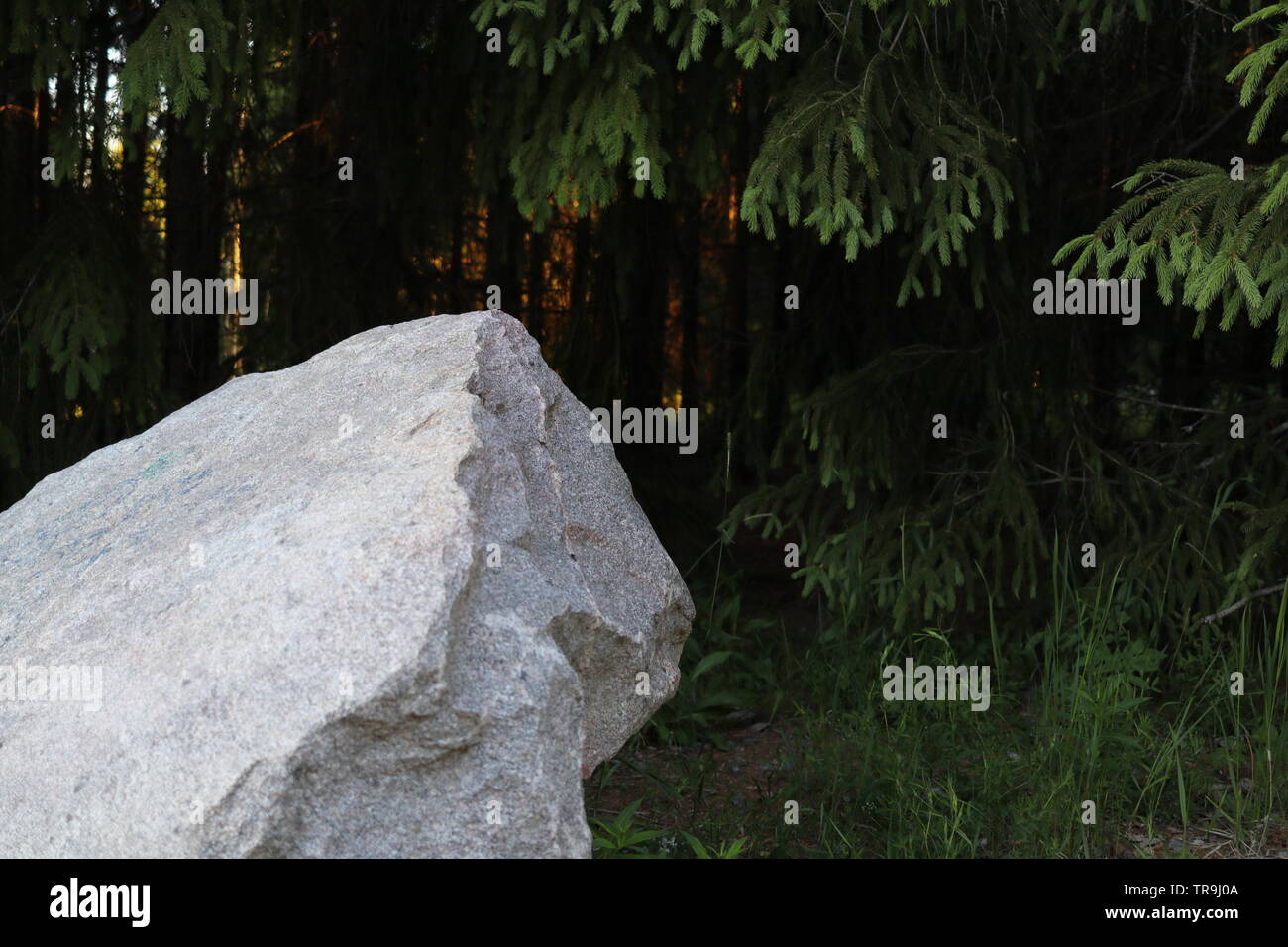 Eine riesige Rock durch einen dichten Wald Verdunkelung in einem goldenen Sonnenuntergang. Stockfoto