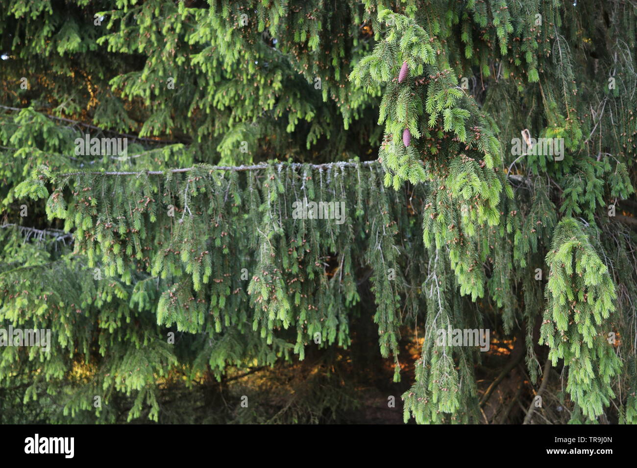 Dicke und Dichte Zweige mit Hellgrün und Dunkelgrün Fichtennadeln, die Sonne färbt den Boden Gold. Stockfoto