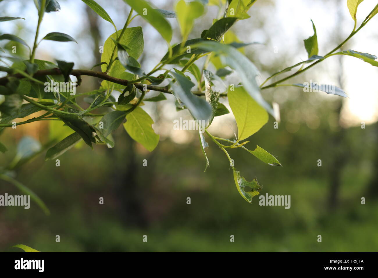 Ein Detail einer jungen Baum mit grünen Blättern gegen eine verschwommene Sonnenuntergang Hintergrund. Stockfoto