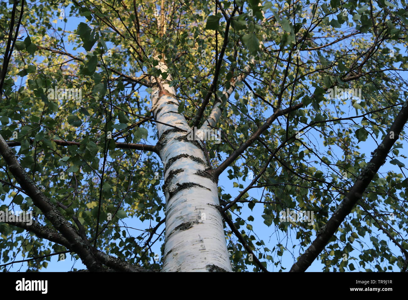 Ein dichtes Birke drei mit Lasten der grüne Blätter gegen einen strahlend blauen Himmel, gesehen von der Erde. Stockfoto