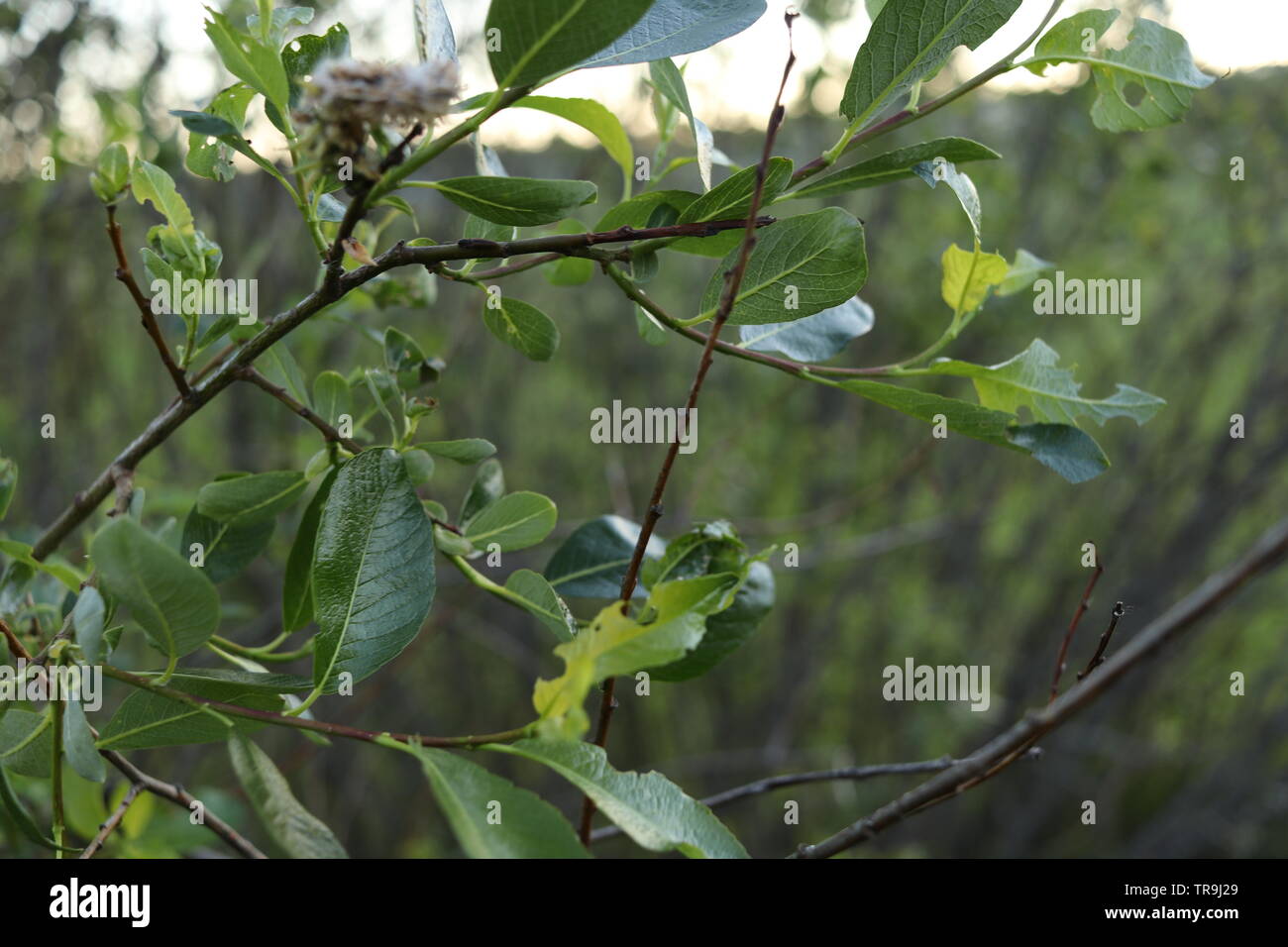 Ein junger Baum mit grünen Blättern nach oben erreichen. Stockfoto
