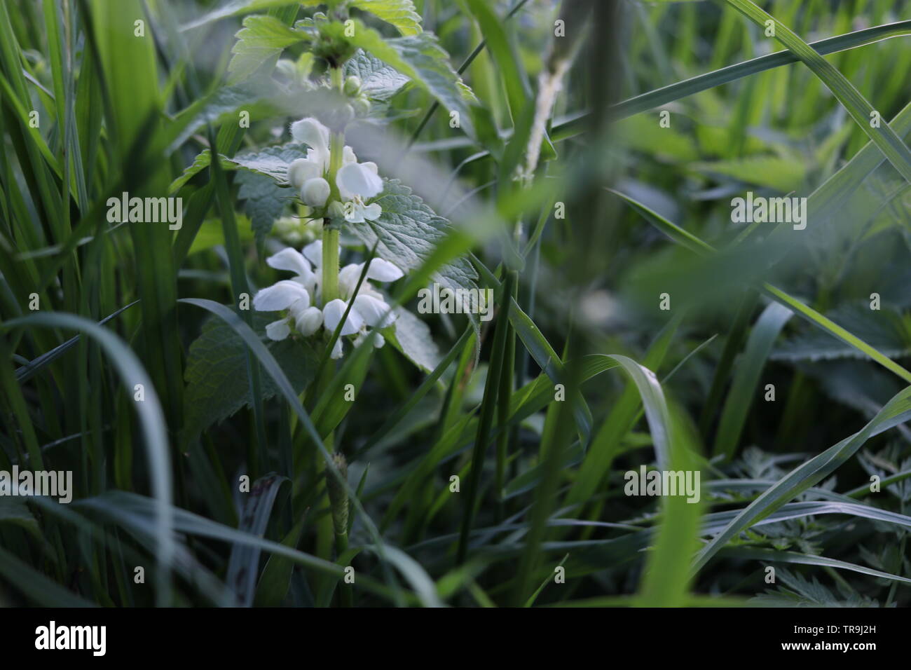 Ein weißer Nessel Blume mitten grünen Gras. Stockfoto
