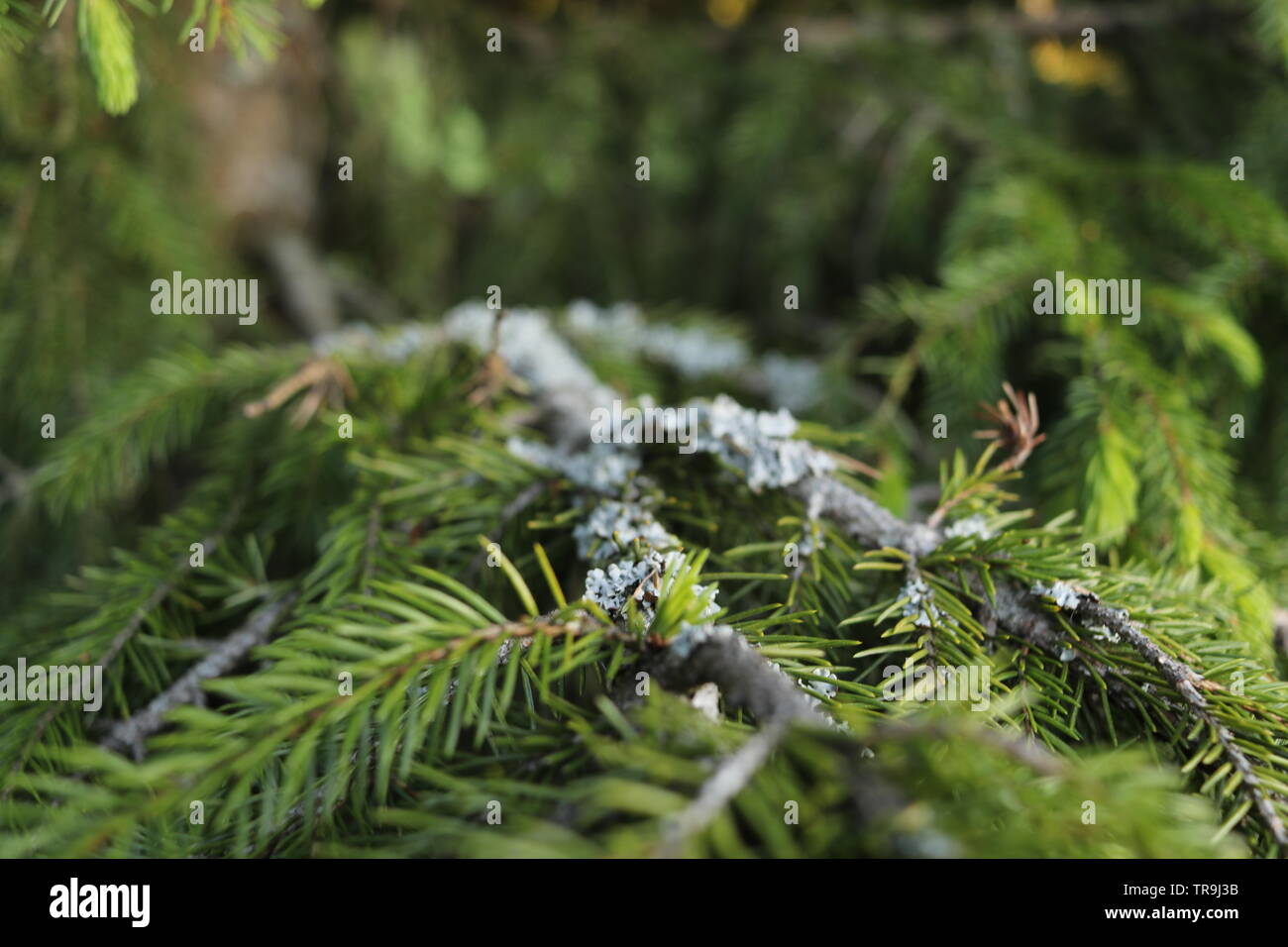 Ein Detail einer Fichte Zweig mit Flechten. Stockfoto