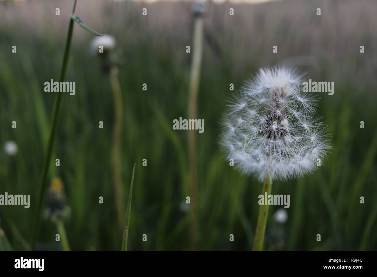Eine Nahaufnahme einer Blume verwandelte sich in eine Kugel aus Samen. Stockfoto