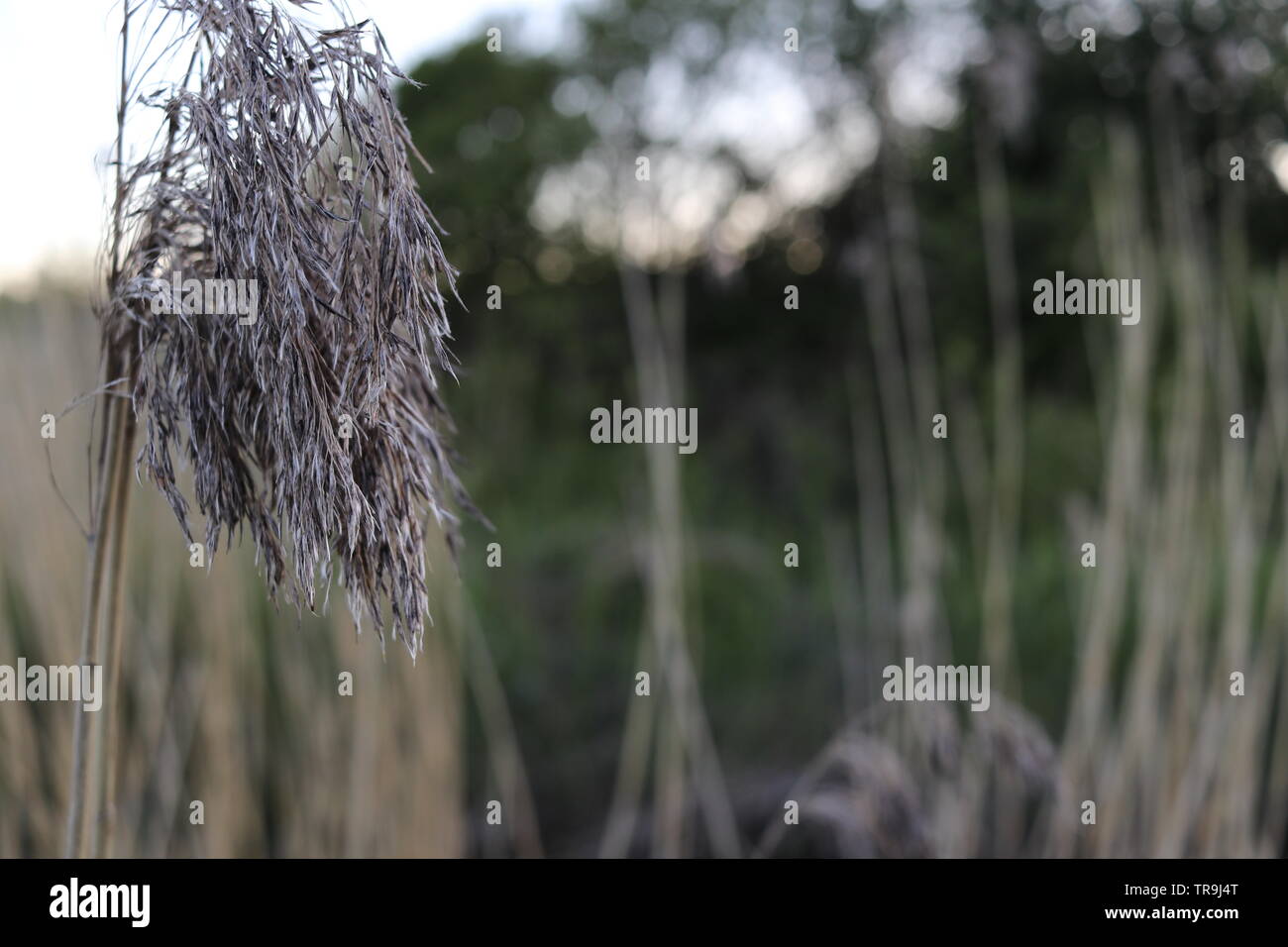 Eine Nahaufnahme eines Reed. Stockfoto