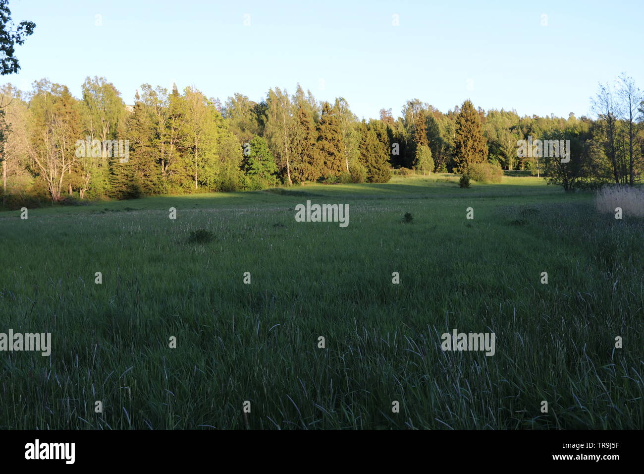 Ein Feld am Rande eines Waldes bei Sonnenuntergang. Stockfoto