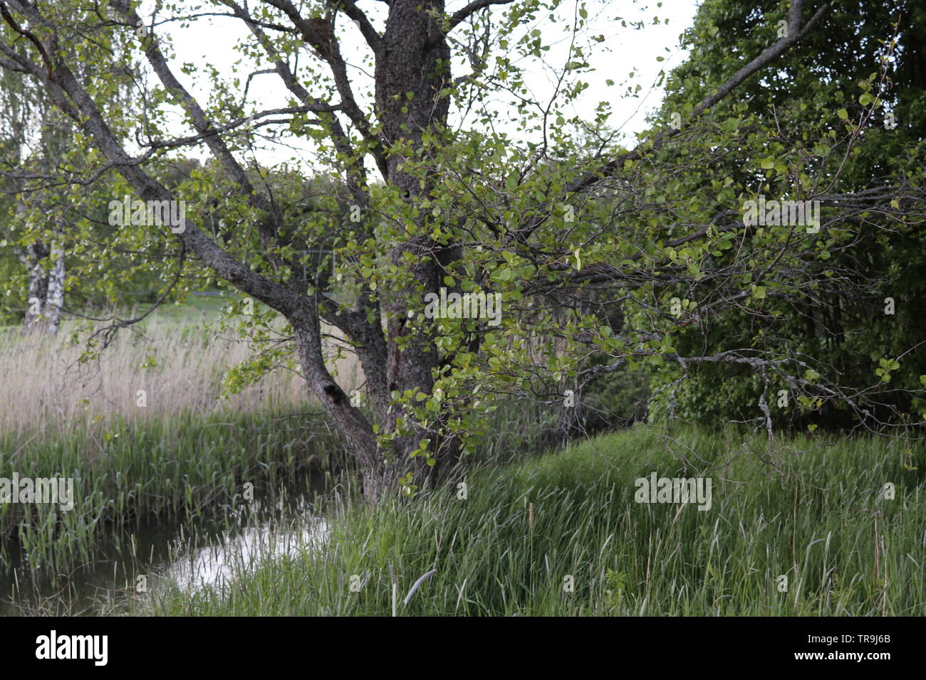 Eine massive Baum mit grünen Blättern von einem kleinen Fluss. Stockfoto