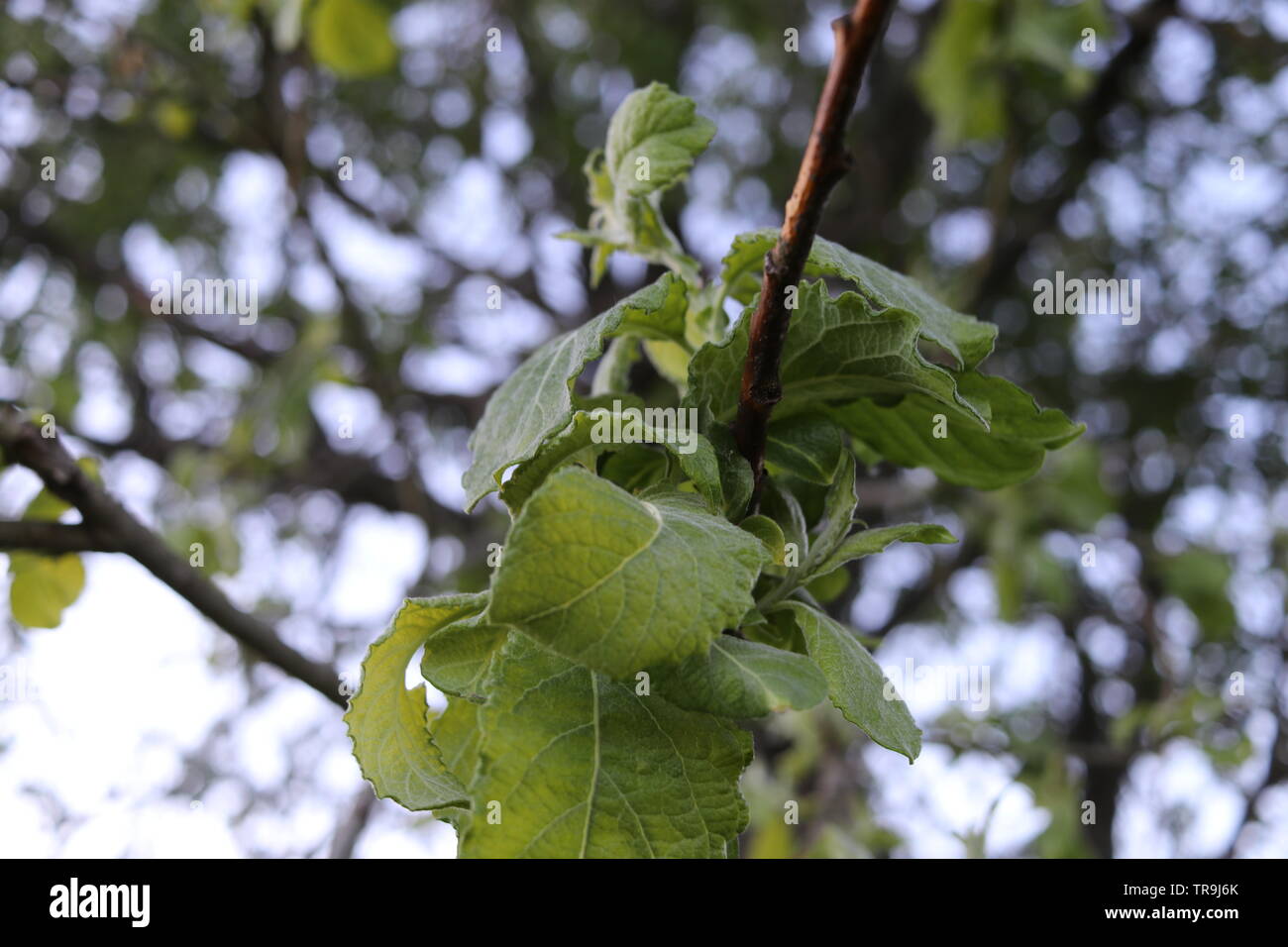 Ein Baum mit grünen Blättern mit dem Rest der Baum und einen hellen Himmel im Hintergrund. Stockfoto