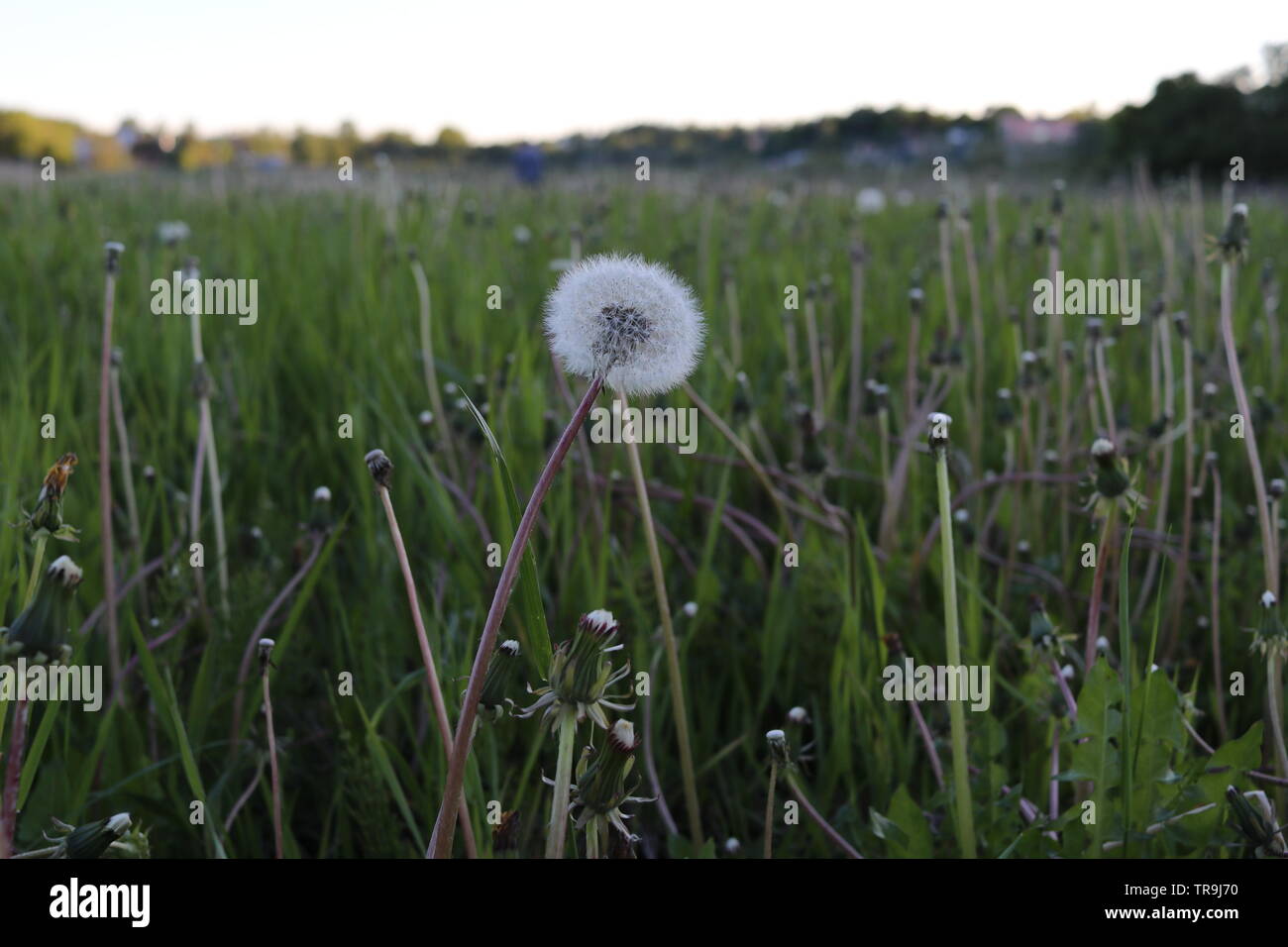 Ein Löwenzahn verwandelte sich in eine Kugel aus Samen auf einer Wiese im Sonnenuntergang. Stockfoto