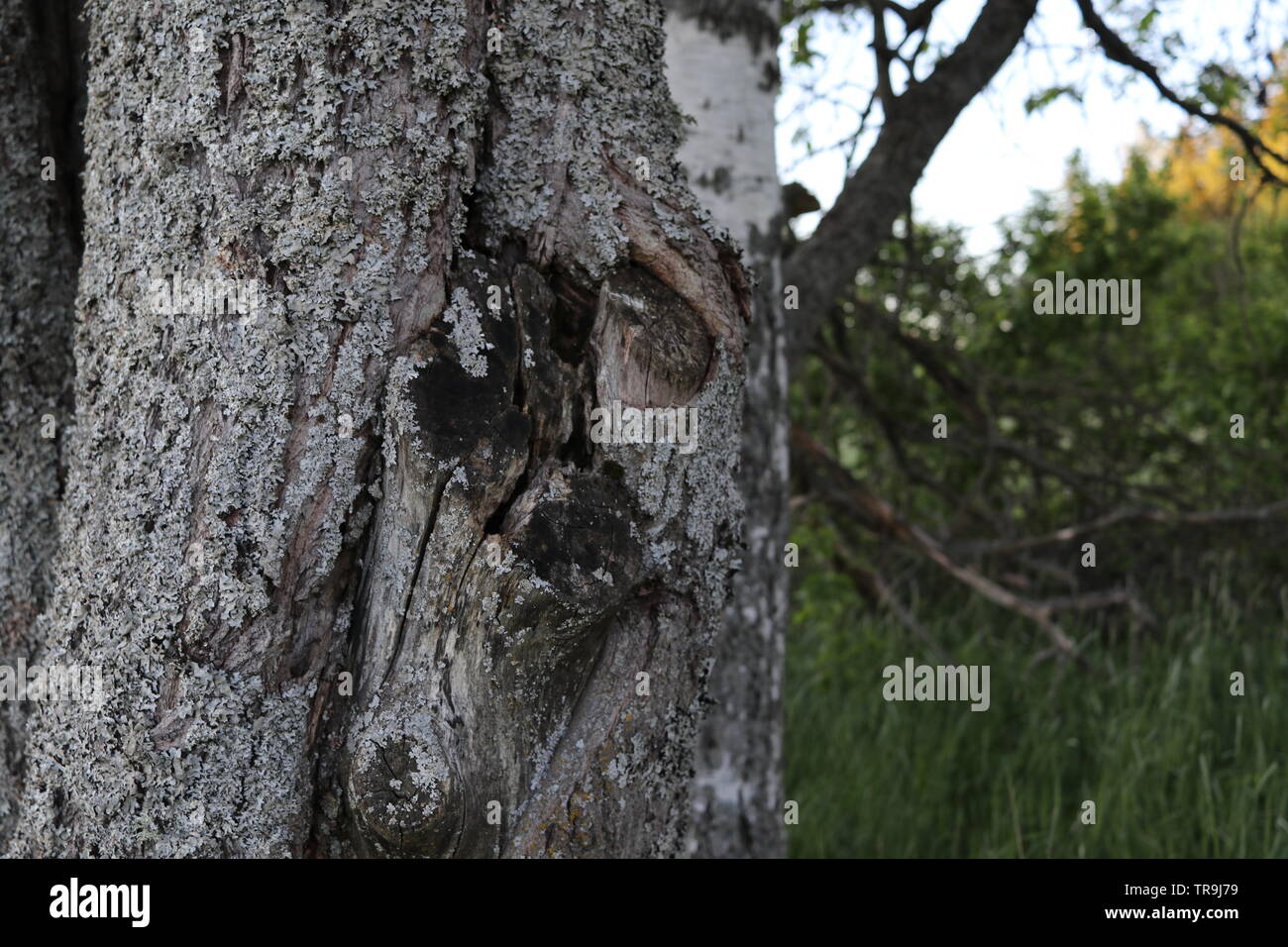 Eine Nahaufnahme von einem Baumstamm mit grüner Natur und eine Birke im Rücken. Stockfoto