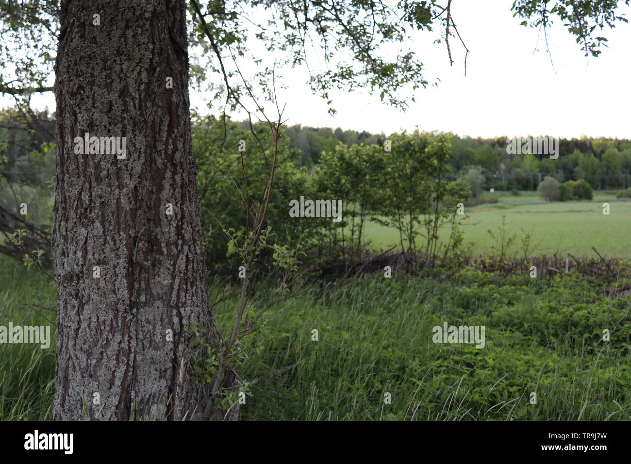 Ein dicker Baumstamm durch ein grünes Feld. Stockfoto