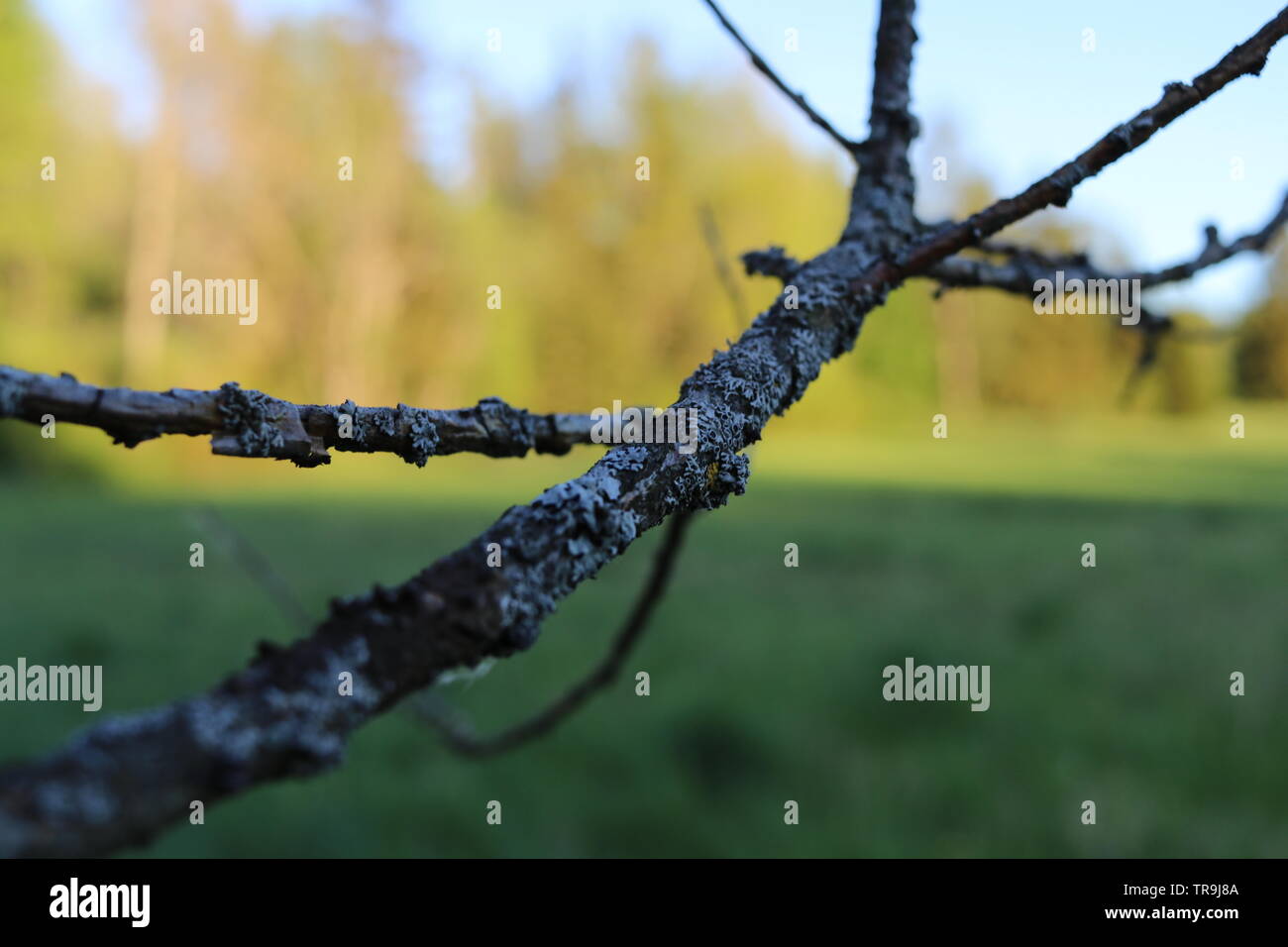 Ein trockener Ast mit einem Sonnenuntergang Feld Hintergrund. Stockfoto