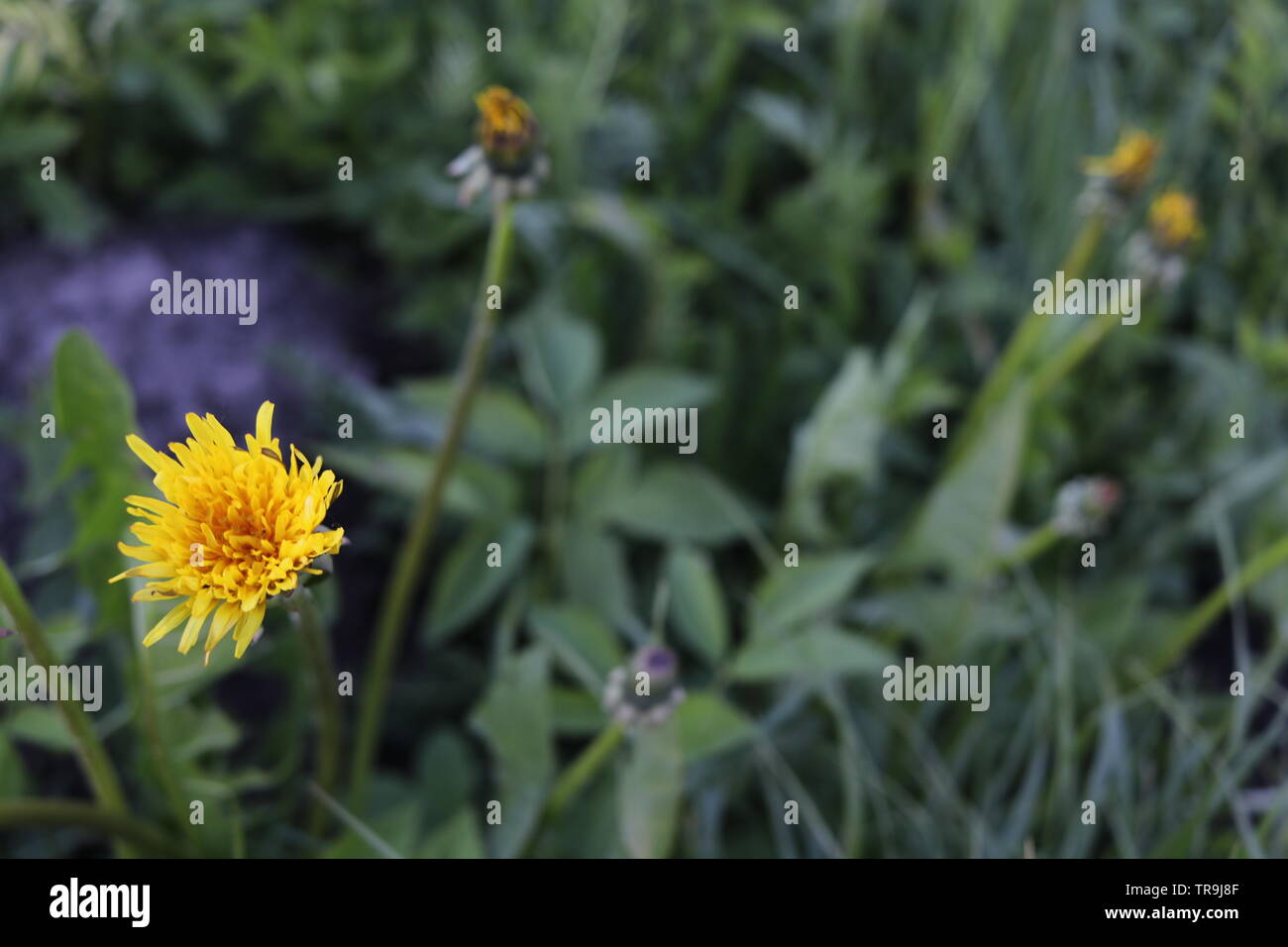 Eine gelbe Blume mit Gras im Hintergrund. Stockfoto