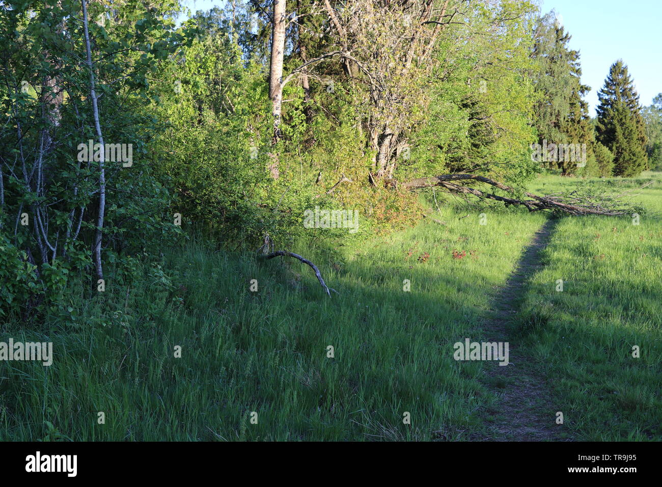 Ein Weg durch einen Gras Feld wird durch einen umgestürzten Baum unterbrochen. Stockfoto