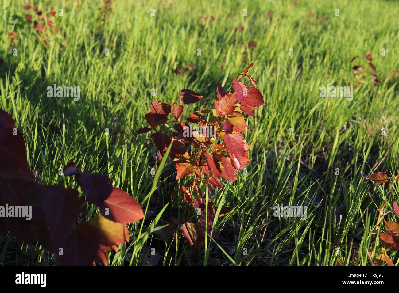 Ein junger Roter Anlage auf einer Rasenfläche im Sonnenuntergang. Stockfoto
