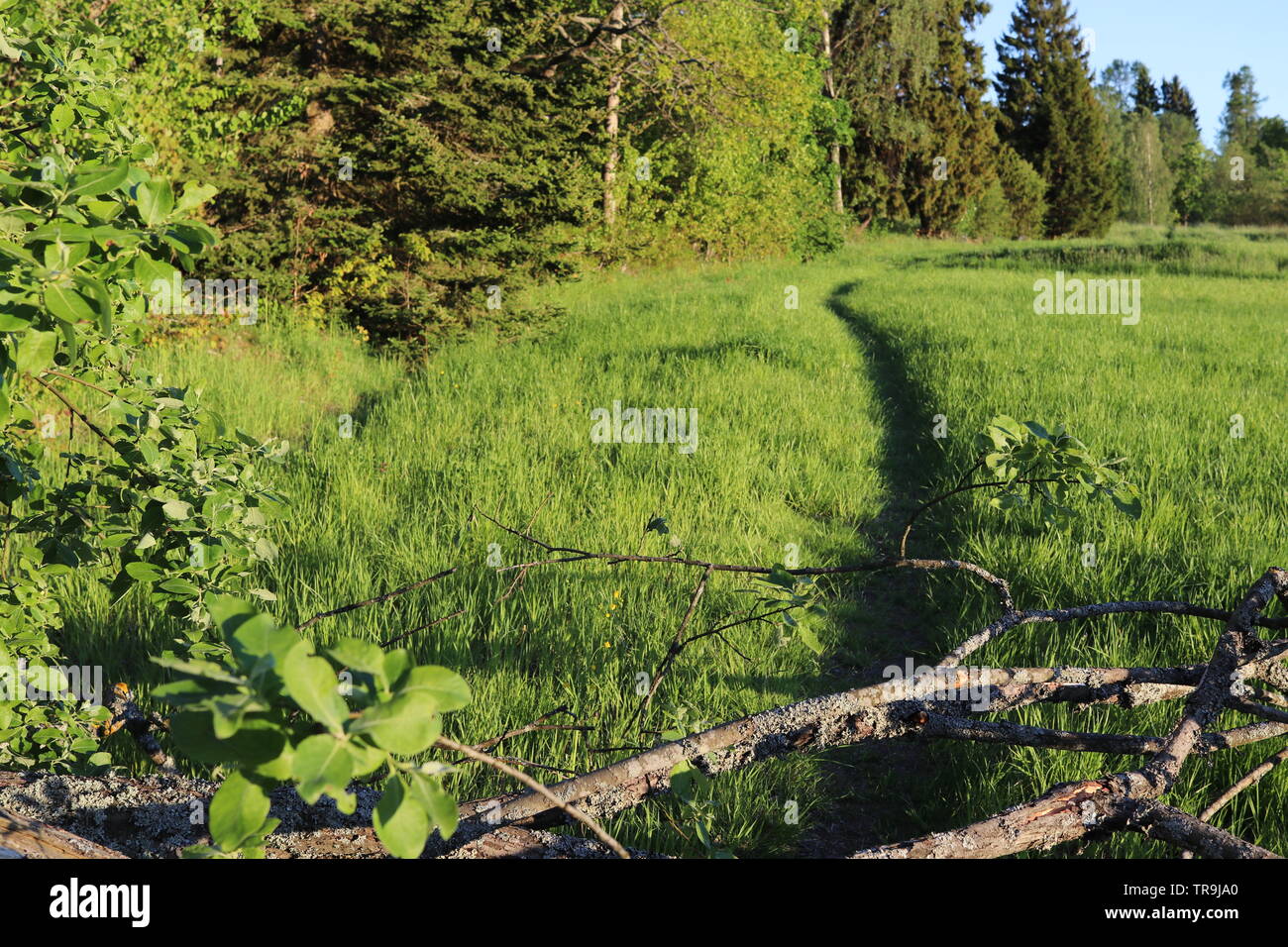 Ein Weg durch einen Feld wird durch ein Ast gebrochen. Stockfoto