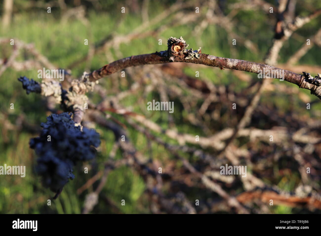 Ein trockener Zweig scheint in die Kamera zu schauen. Stockfoto