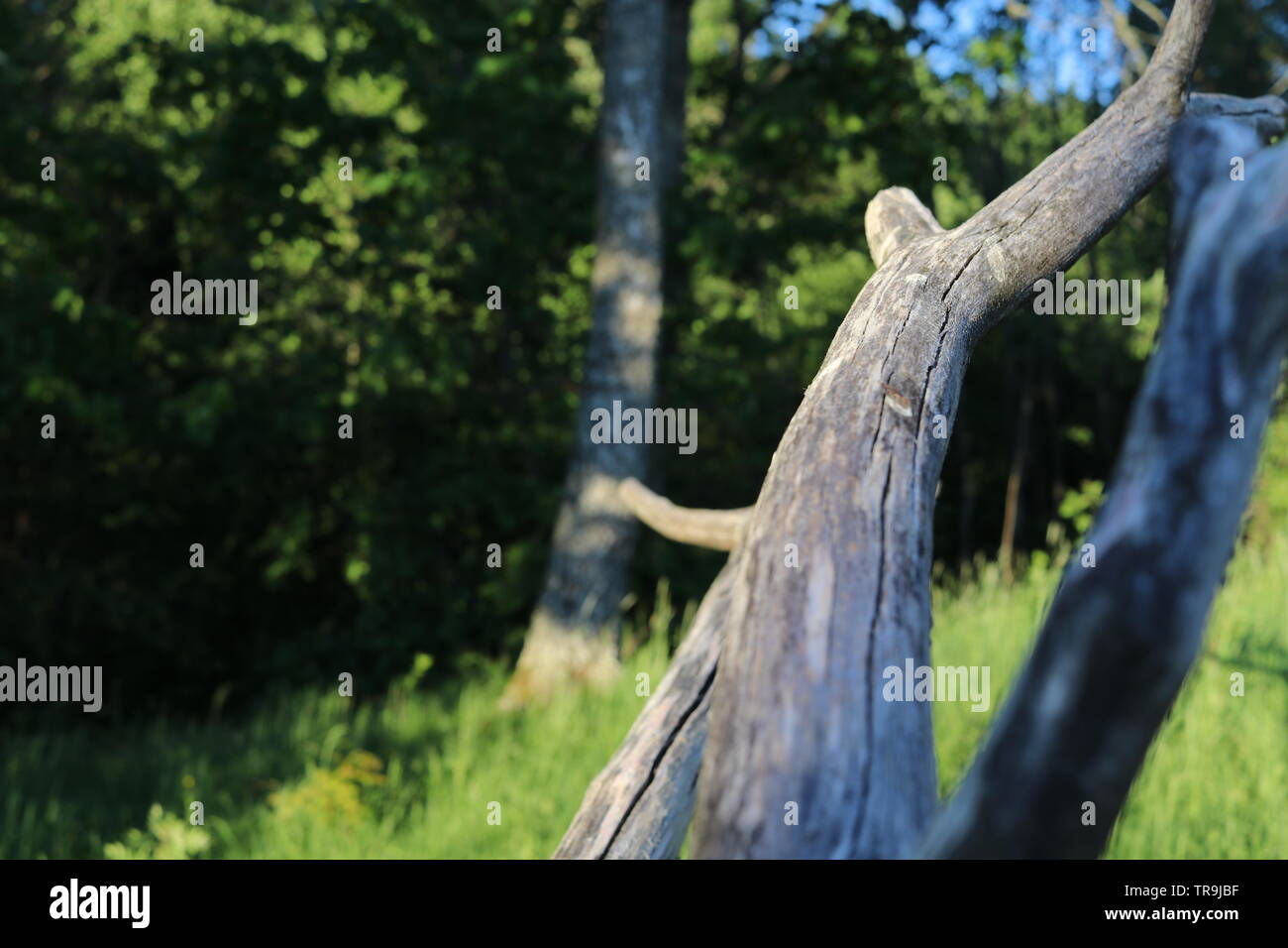 Ein trockener Zweig der Baumstruktur reicht bis in den Sonnenuntergang. Stockfoto