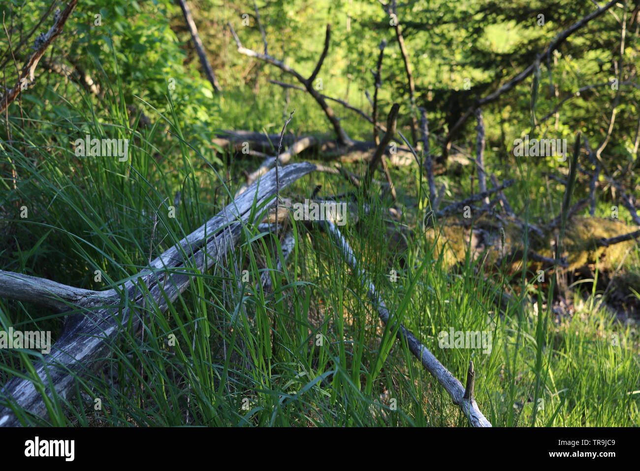 Ein trockener Zweig der Baumstruktur auf grünem Gras. Stockfoto