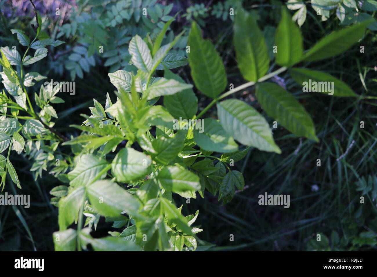 Eine grüne Pflanze leuchtet durch Sonnenlicht, wirft einen Schatten auf die grasbewachsenen Boden. Stockfoto