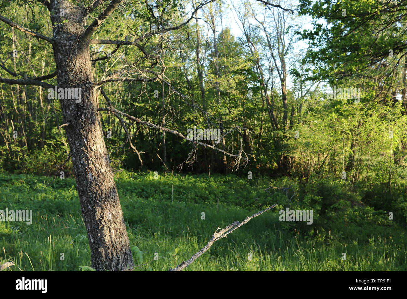 Ein trockener Baum lehnt sich auf einem kleinen Feld in einem Frühlingsabend. Stockfoto