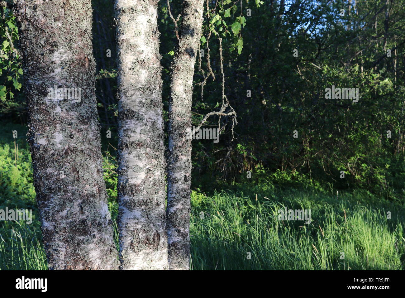 Drei verschieden große Birken auf einer Wiese. Stockfoto