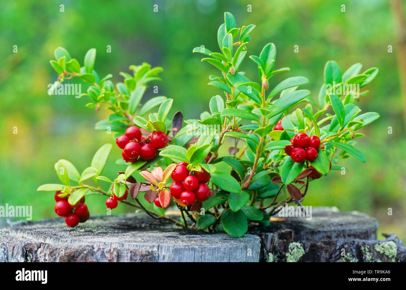 Preiselbeeren (Vaccinium vitis-idaea) oben auf dem Baumstumpf. Vom Film gescannt. Stockfoto