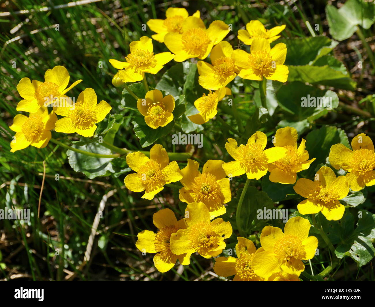 Helle gelbe Blumen primeln Sumpfdotterblume Stockfoto