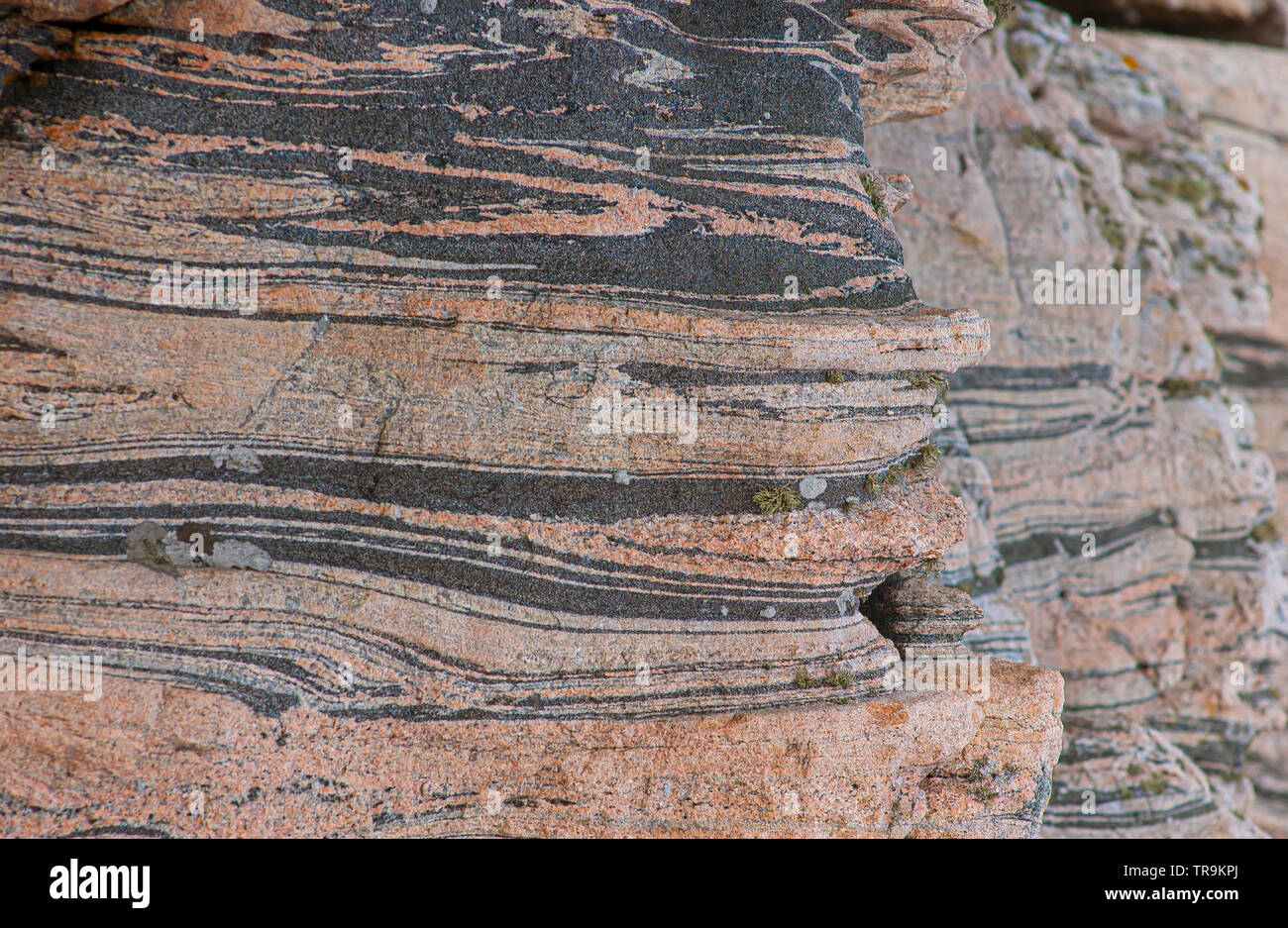 Grau und Rosa Gneis metamorphes Gestein. Stockfoto