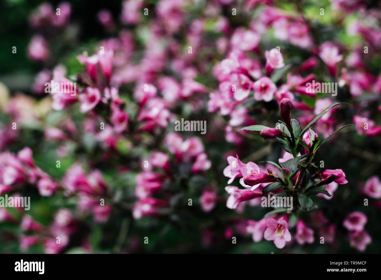 Dunkel Rosa Weigela - schöne blühende Pflanze im Garten Stockfoto