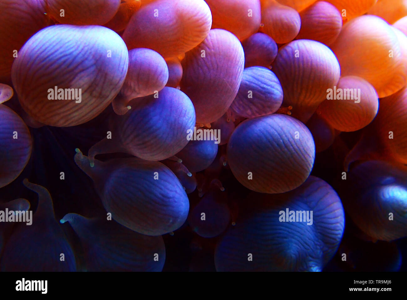 White Pearl bubble LPS Korallen in isolierten geschossen - (Plerogyra sinuosa) Stockfoto