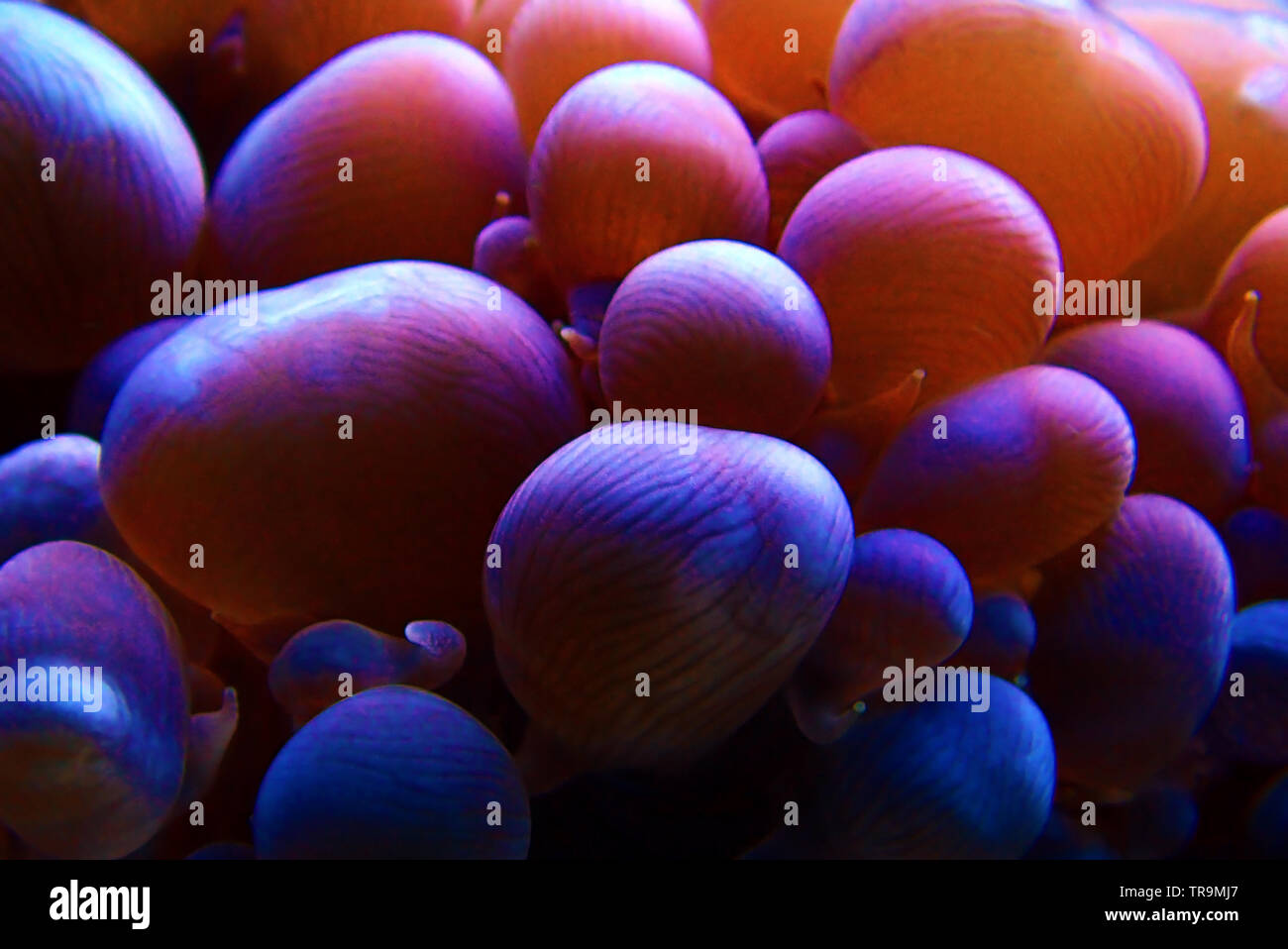 White Pearl bubble LPS Korallen in isolierten geschossen - (Plerogyra sinuosa) Stockfoto