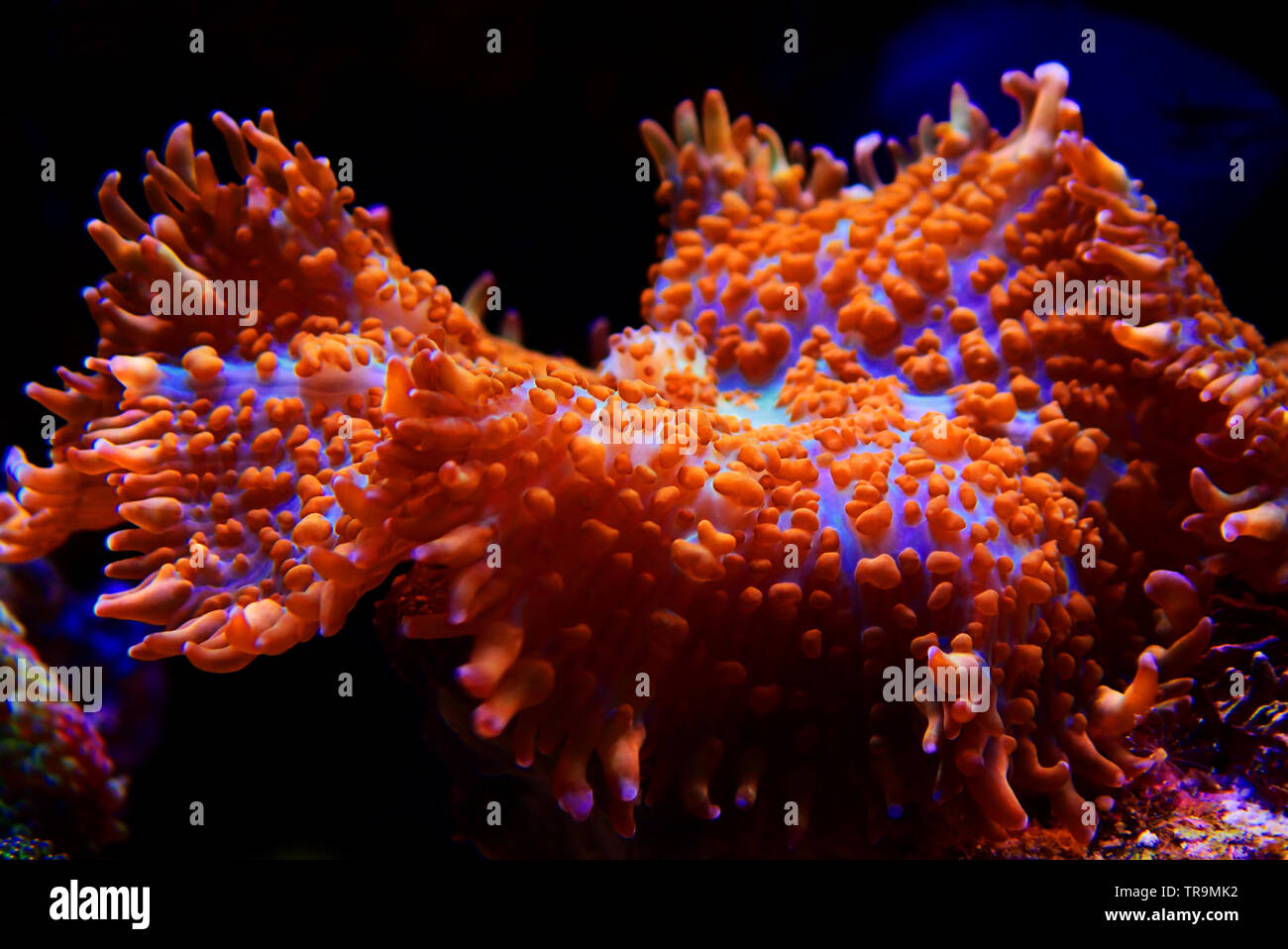Rot & Blau Superman mushroom Coral - (Rhodactis sp.) Stockfoto