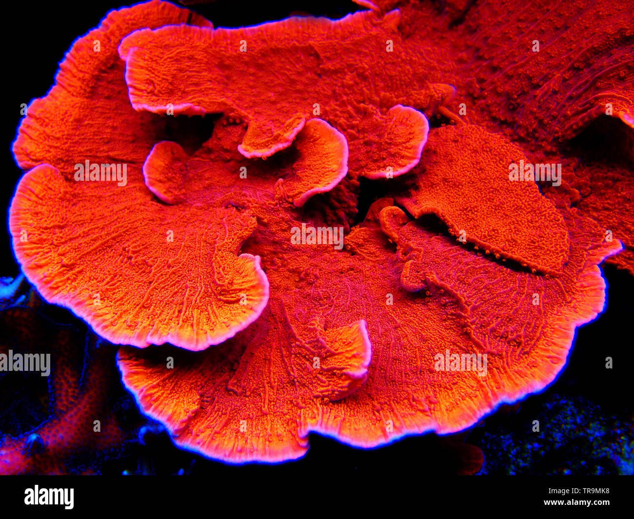 Montipora Candy Cap Coral, - (Montipora capricornis) Stockfoto