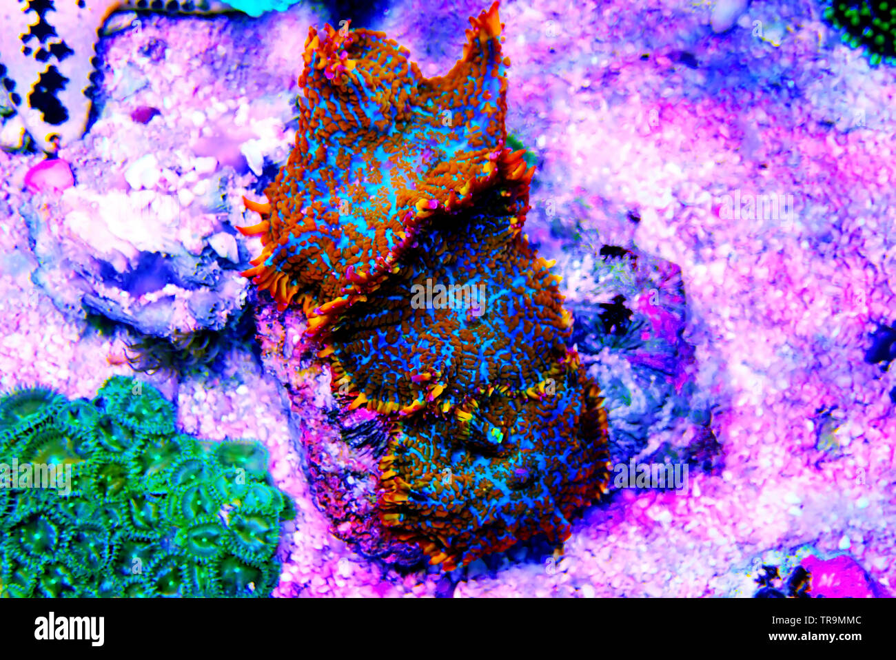Rot & Blau Superman mushroom Coral - (Rhodactis sp.) Stockfoto