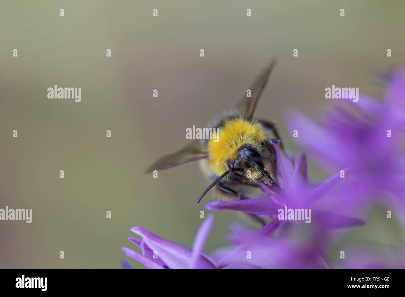 Hummel auf einer Allium Blütenkopf, England, Großbritannien Stockfoto