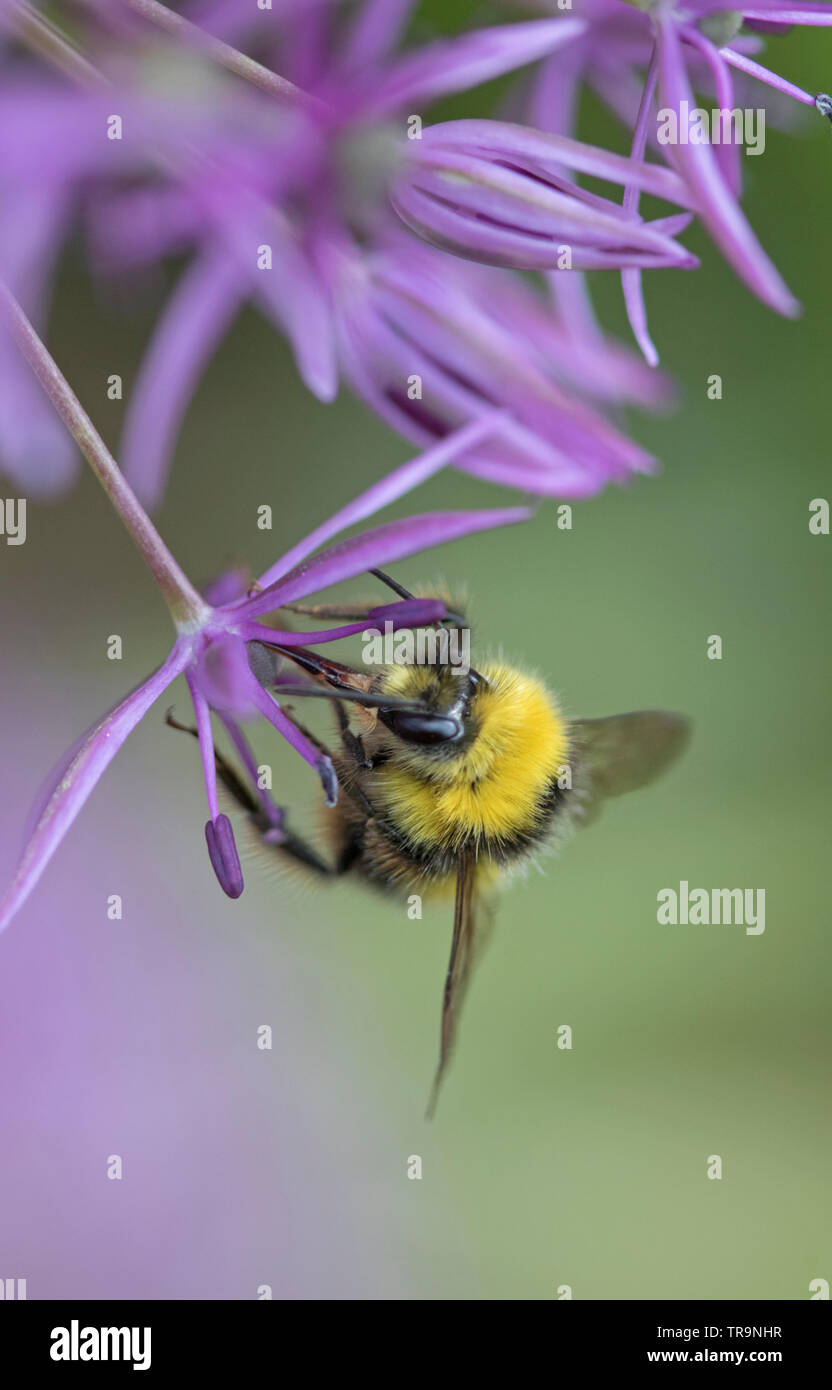 Hummel auf einer Allium Blütenkopf, England, Großbritannien Stockfoto