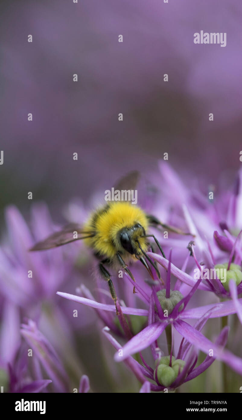 Hummel auf einer Allium Blütenkopf, England, Großbritannien Stockfoto