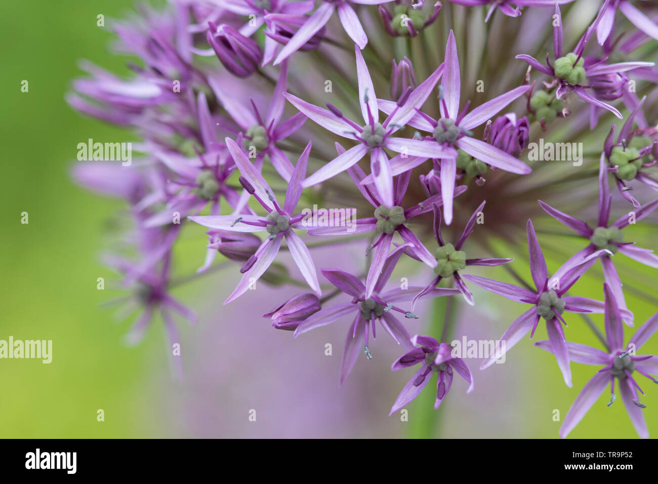 Alliums Garden Flower, Stockfoto